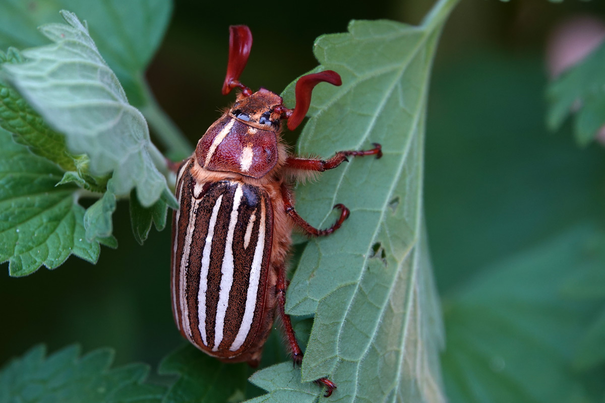 10-lined June Beetle