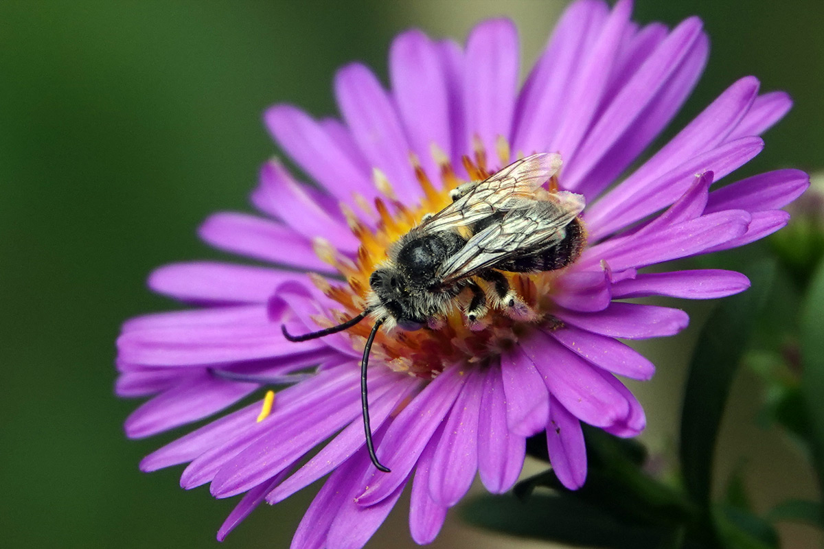 Melissodes long-horned bee